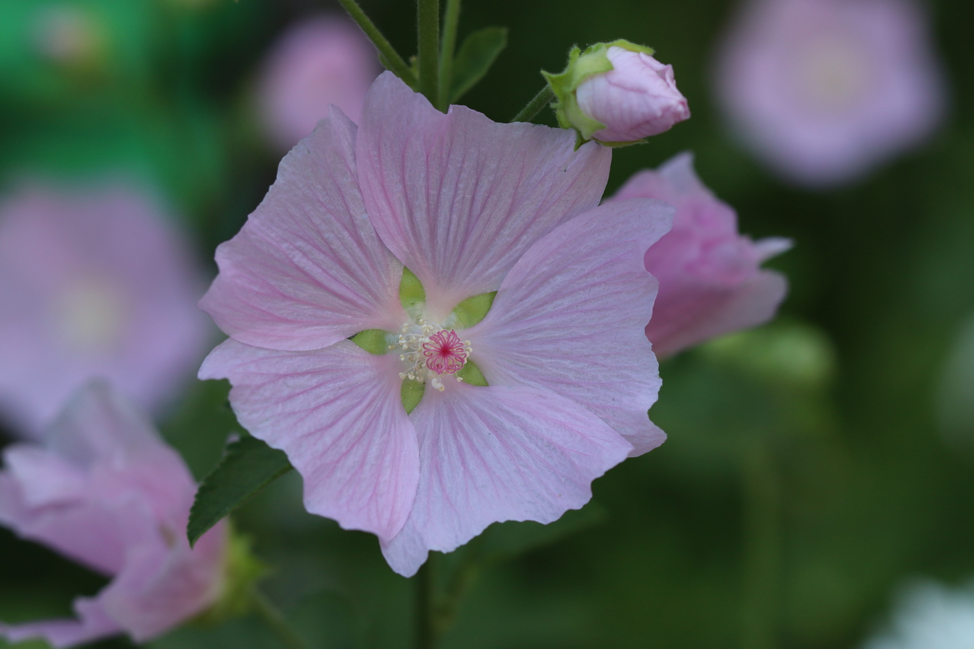 Image of Malva moschata specimen.