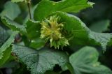 Corylus heterophylla. Соплодие и листья. Приморье, окр. г. Находка, окр. пос. Ливадия, бухта Средняя, опушка широколиственного леса. 04.08.2021.