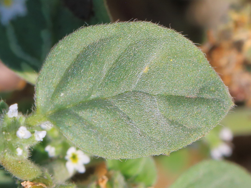 Изображение особи Heliotropium europaeum.