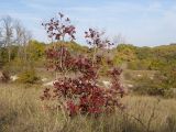Cotinus coggygria. Плодоносящее растение. Краснодарский край, Крымский р-н, окр. станицы Неберджаевская, ур. Темрючки, заброшенный мергелевый карьер, на отвале грунта. 09.10.2021.