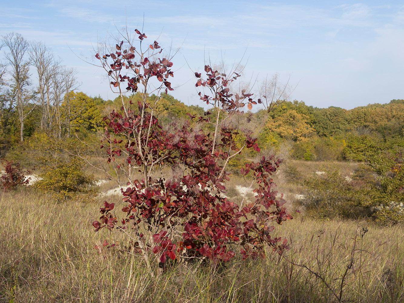 Image of Cotinus coggygria specimen.