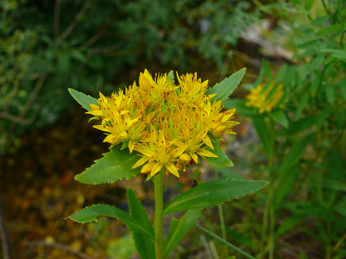 Изображение особи Aizopsis baicalensis.