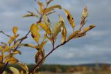 Salix phylicifolia. Ветвь с повреждёнными и отмирающими листьями в осенней окраске. Мурманская обл., Кандалакшский р-н, с. Ковда; склон валунно-песчаной дамбы через р. Ковда. 26.09.2021.