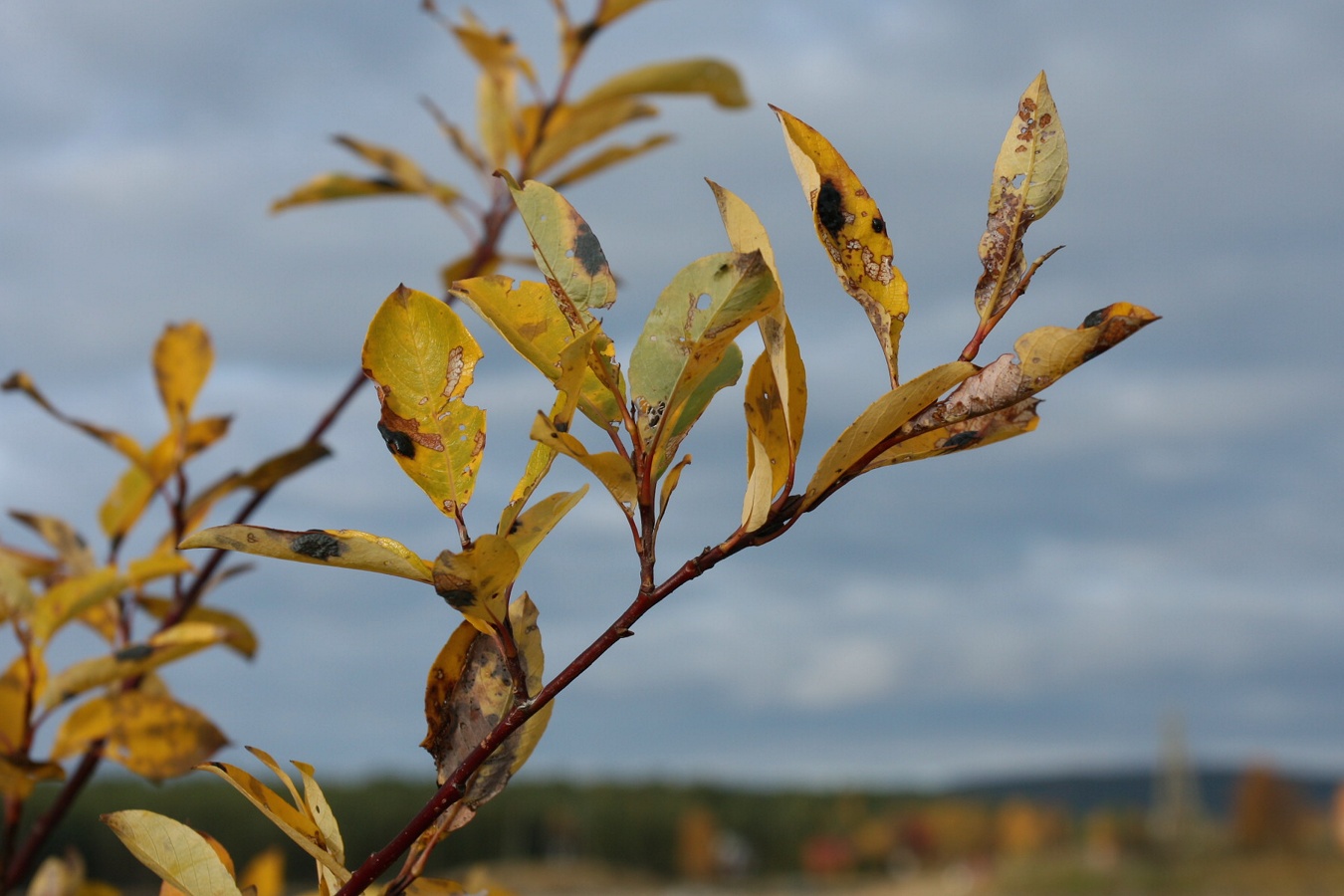 Image of Salix phylicifolia specimen.