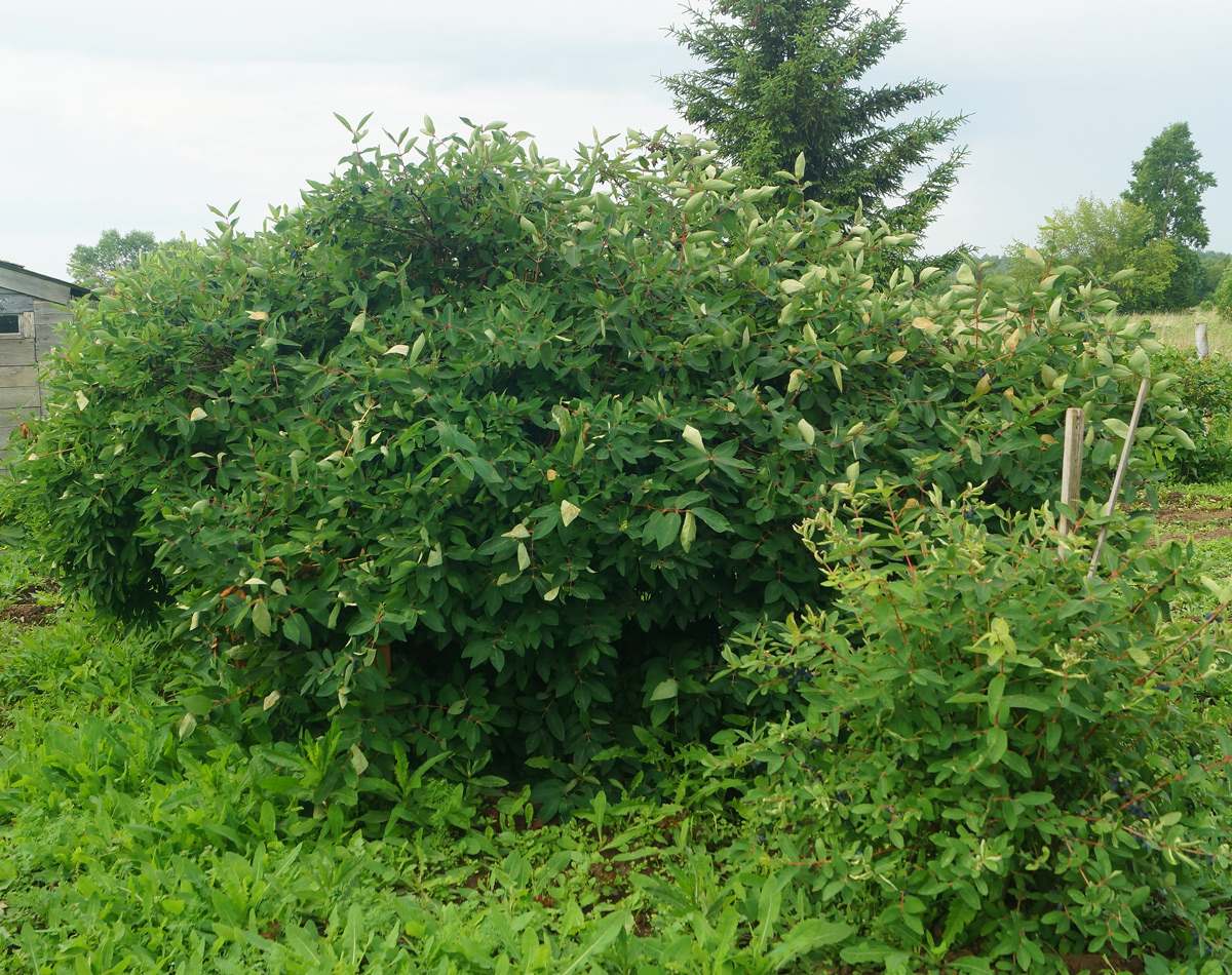 Image of Lonicera edulis specimen.