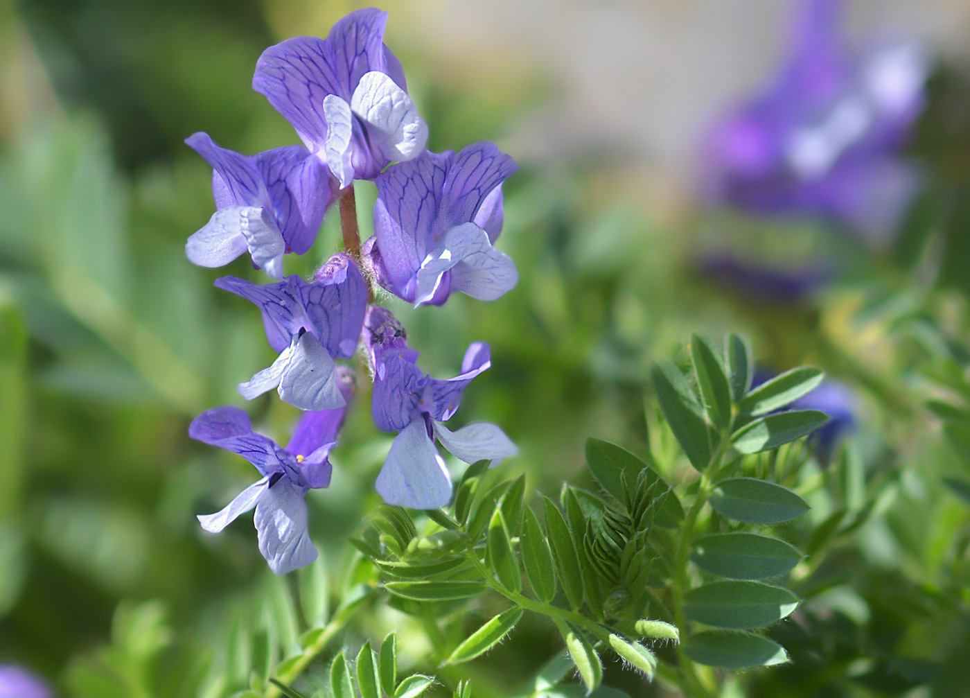 Image of Vicia sosnowskyi specimen.