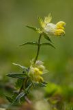 Rhinanthus minor