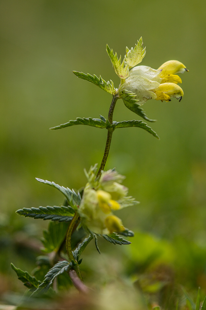 Image of Rhinanthus minor specimen.