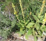 Verbascum thapsus. Куртина цветущих растений в ландшафтном цветнике в сообществе с Perovskia abrotanoides и различными Poaceae. Москва, Якиманка, ЦПКиО им. Горького, Партер, в культуре. 29.08.2020.