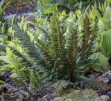 genus Polystichum. Спороносящее растение. Москва, Аптекарский огород, теневой сад, в культуре. 03.09.2021.