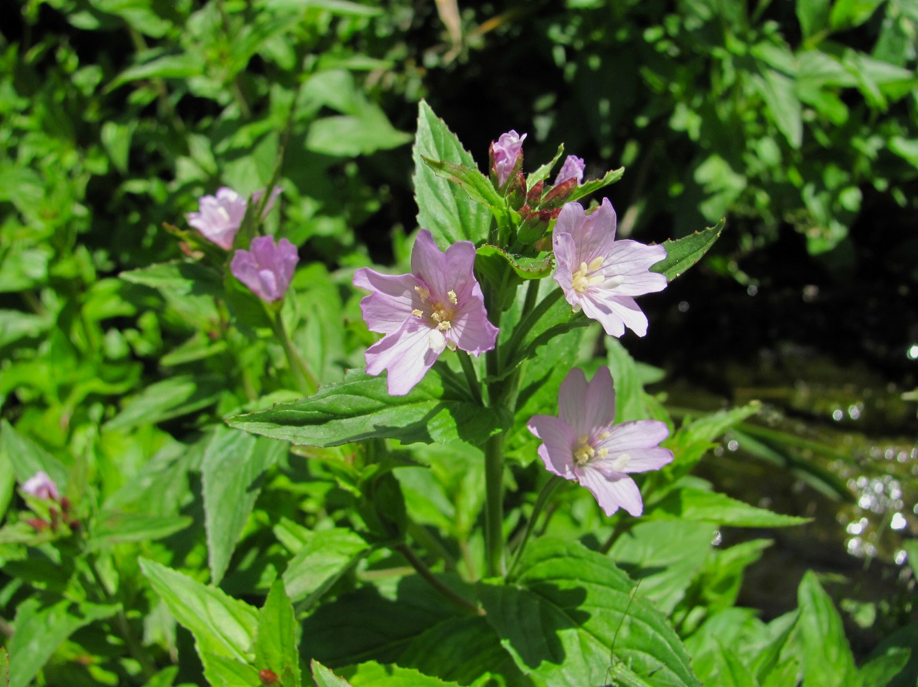 Image of Epilobium smyrneum specimen.