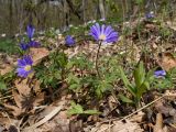 Anemone banketovii