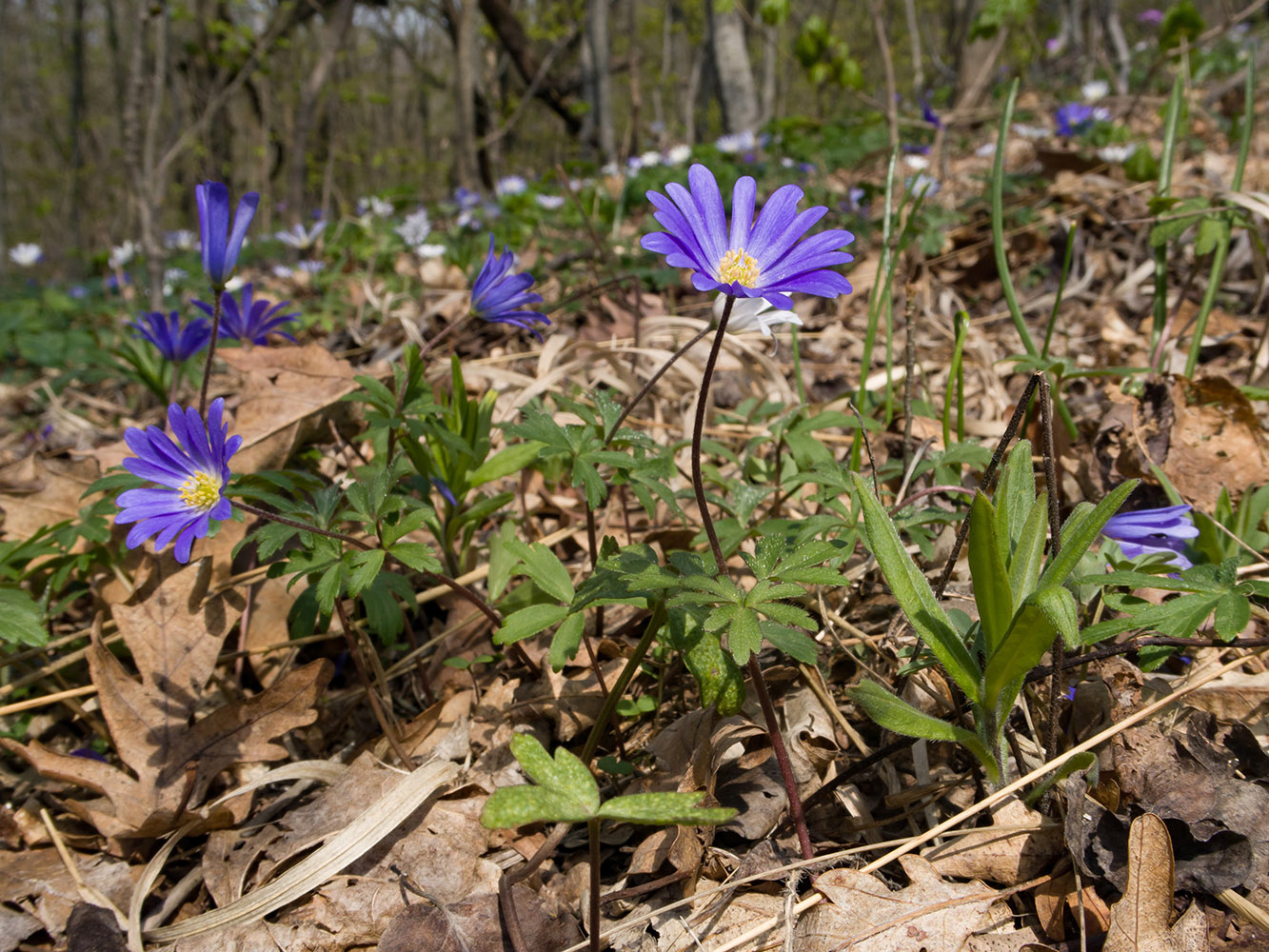 Image of Anemone banketovii specimen.