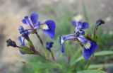 Iris setosa