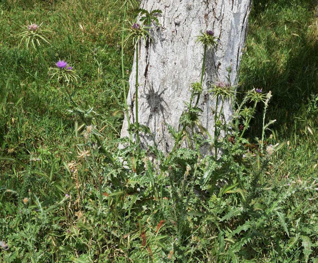 Image of Silybum marianum specimen.