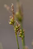 Carex supina