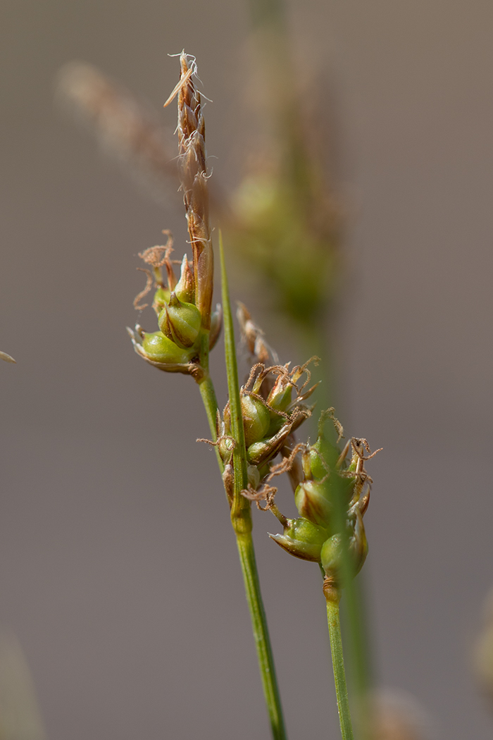 Изображение особи Carex supina.