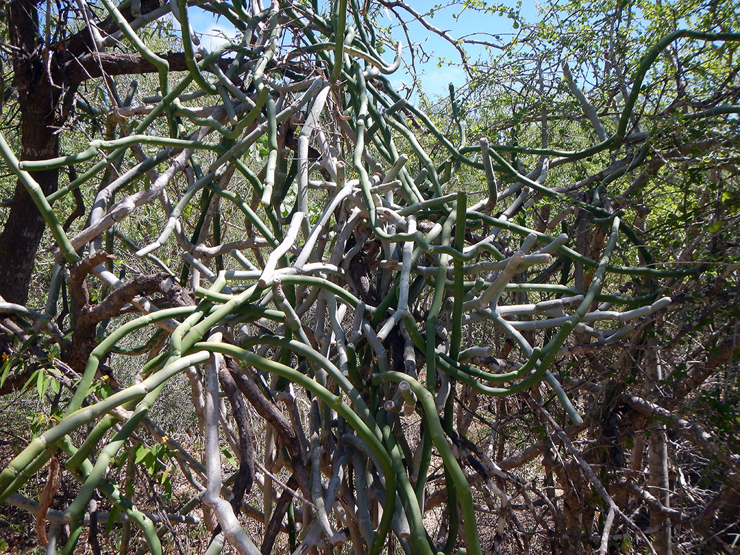 Image of genus Euphorbia specimen.