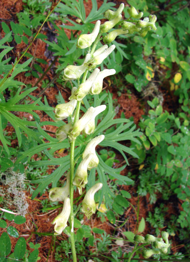 Изображение особи Aconitum barbatum.