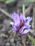 genus Astragalus