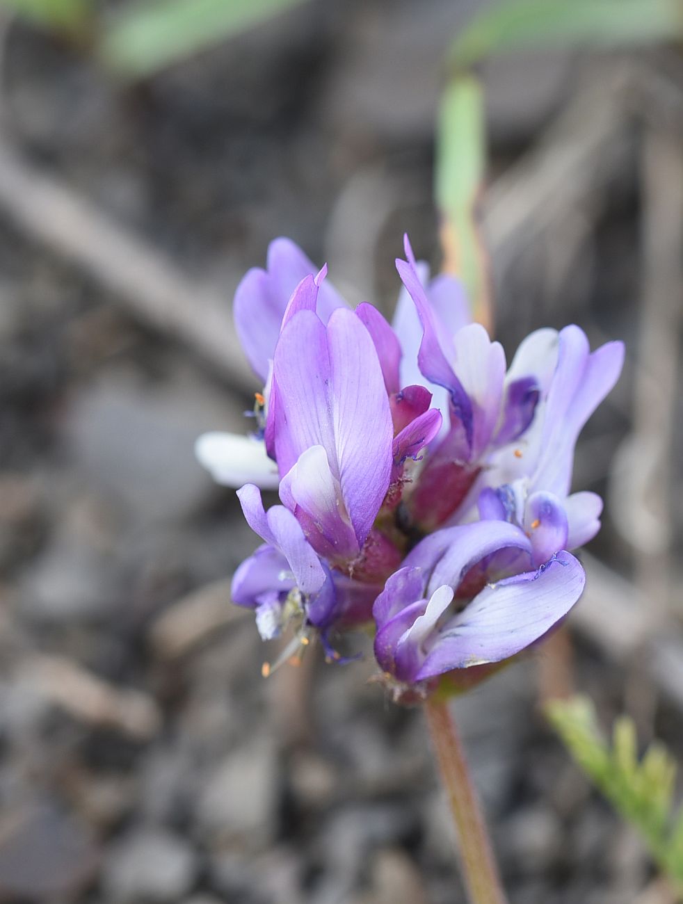 Image of genus Astragalus specimen.