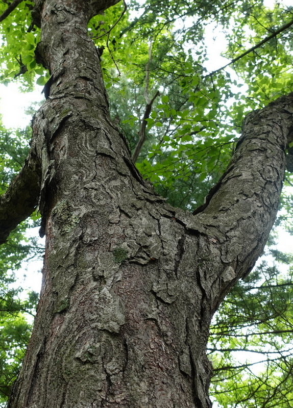 Image of Betula schmidtii specimen.