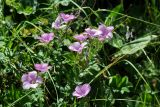 Linum hypericifolium