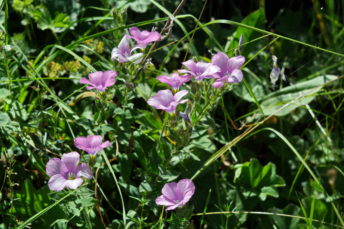 Изображение особи Linum hypericifolium.