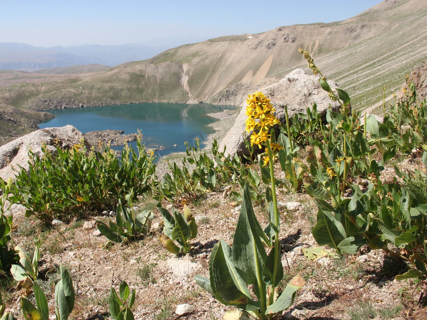 Image of Ligularia alpigena specimen.