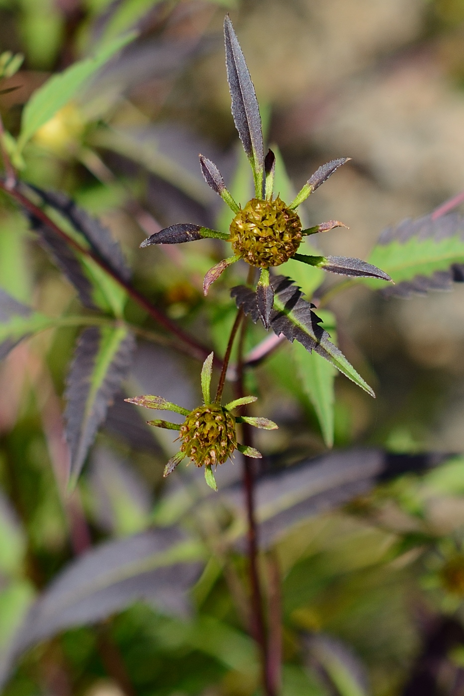 Изображение особи Bidens frondosa.