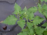 Solanum nigrum