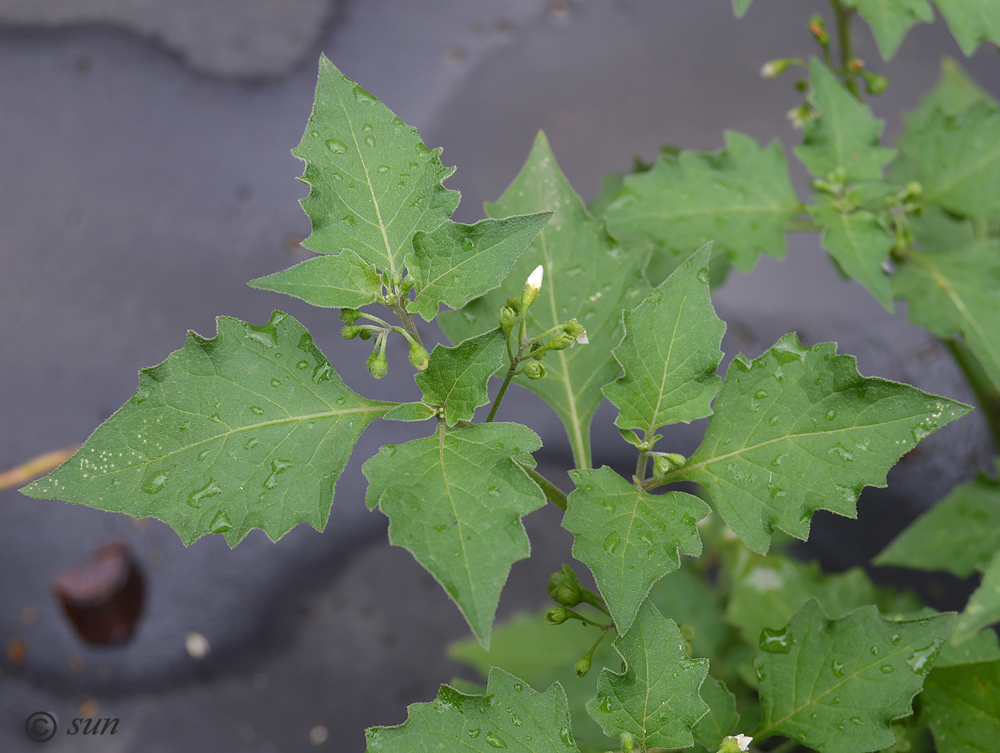 Image of Solanum nigrum specimen.