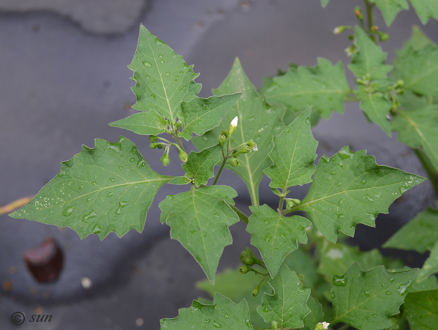 Изображение особи Solanum nigrum.