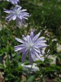 Lactuca tatarica