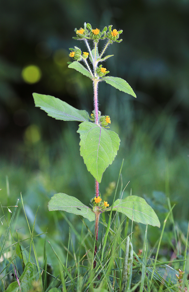 Изображение особи Sigesbeckia pubescens.