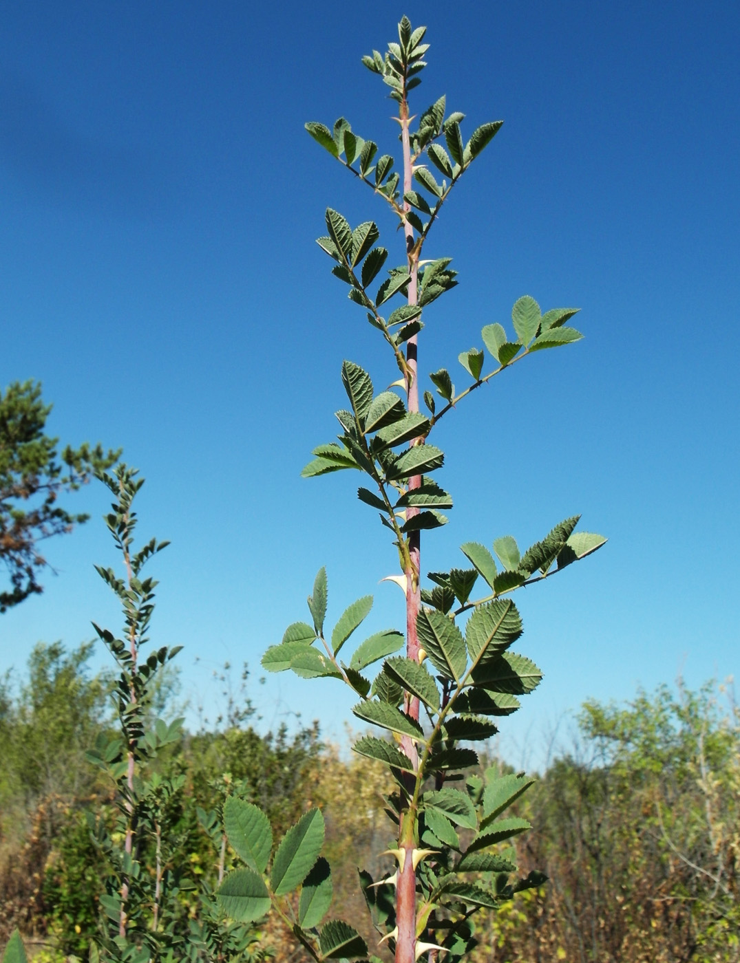 Image of Rosa beggeriana specimen.