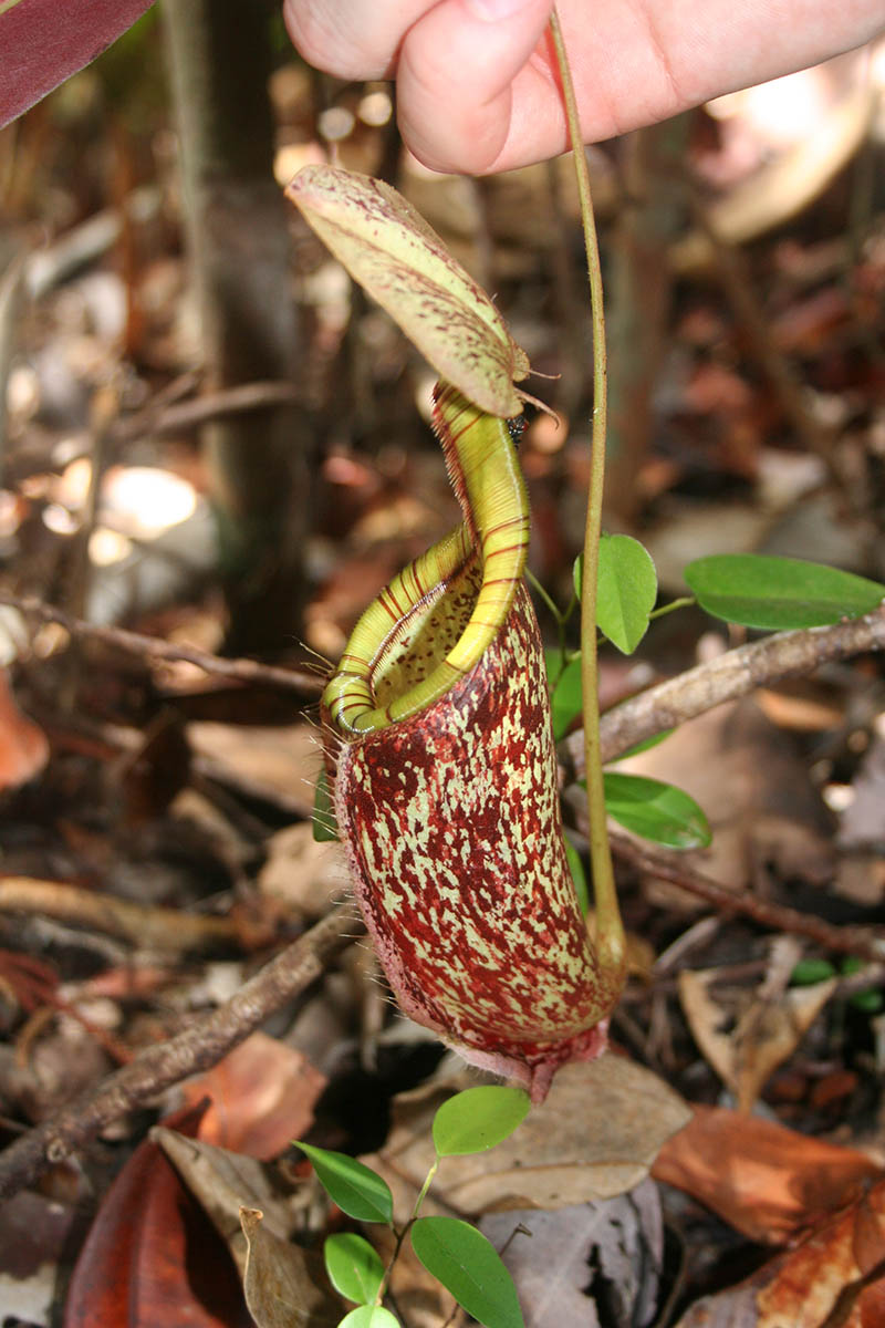 Изображение особи род Nepenthes.