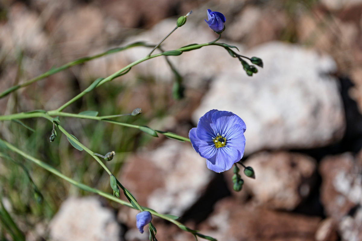 Image of Linum perenne specimen.