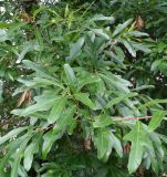 Quercus nigra. Нижние ветви. Абхазия, г. Сухум, Сухумский ботанический сад. 25.09.2022.