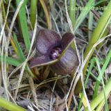 Asarum sieboldii. Цветок. Приморский край, Уссурийский район, Горнотаёжный дендрарий ДВО РАН. 23.05.2010.