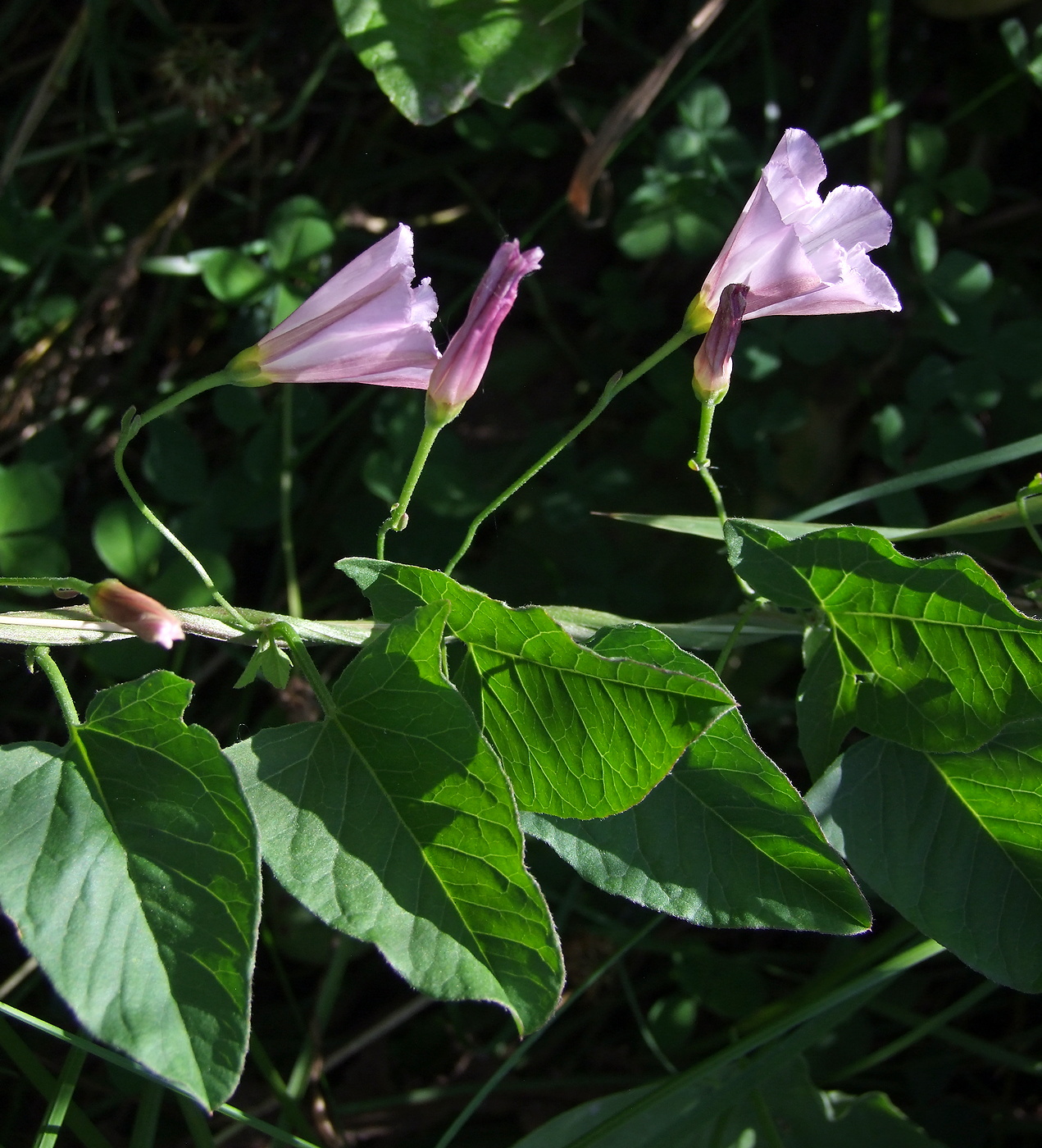 Изображение особи Convolvulus arvensis.