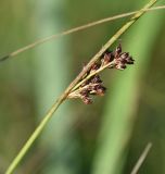 Juncus inflexus