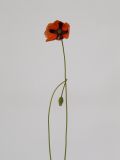 Papaver stevenianum