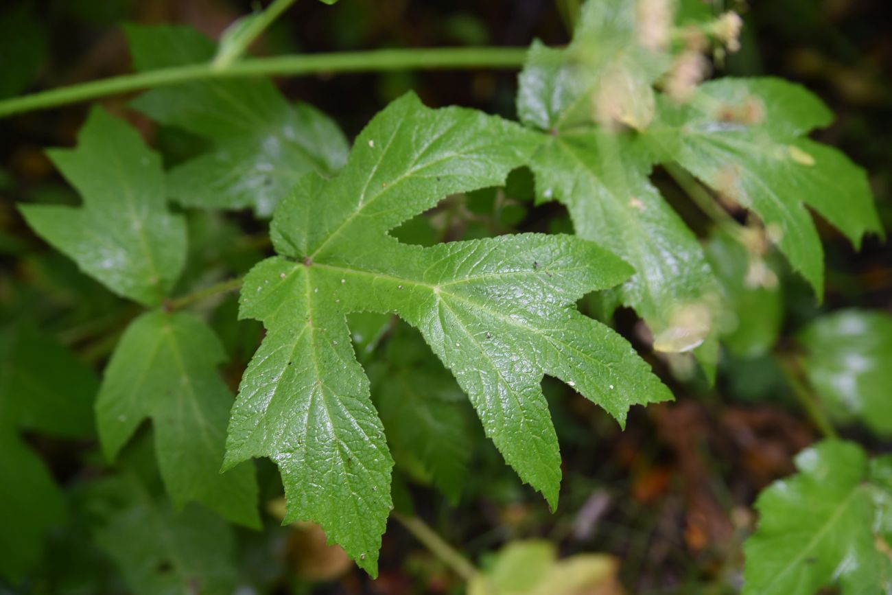 Изображение особи Heracleum asperum.