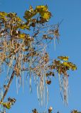 Catalpa bignonioides