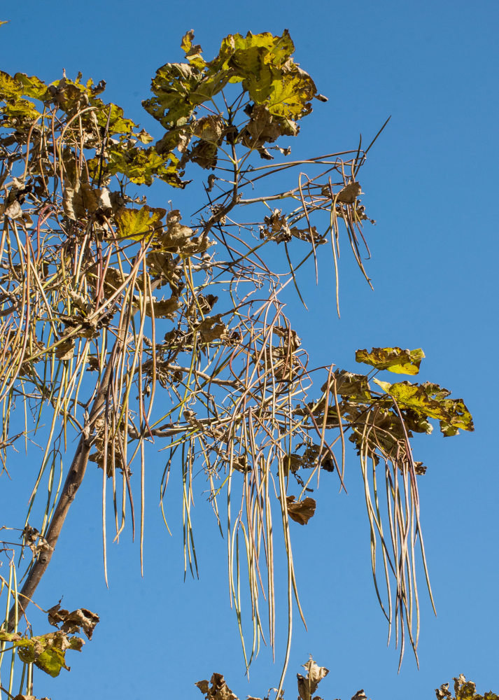 Изображение особи Catalpa bignonioides.