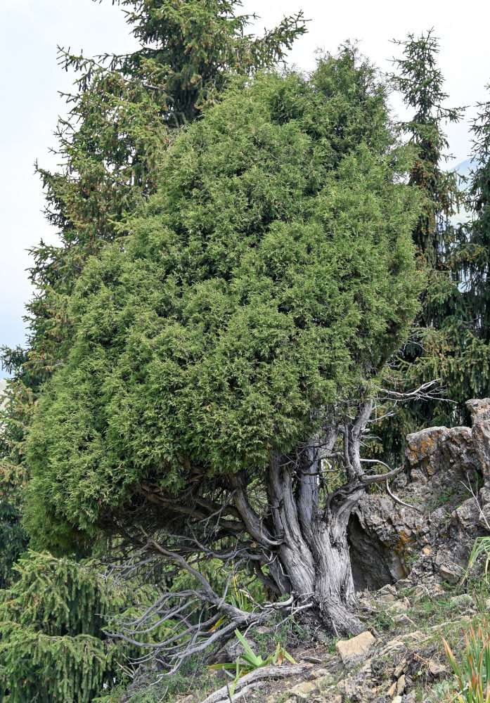 Image of genus Juniperus specimen.