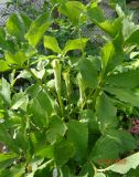 Arisaema amurense