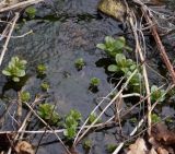 Mentha aquatica