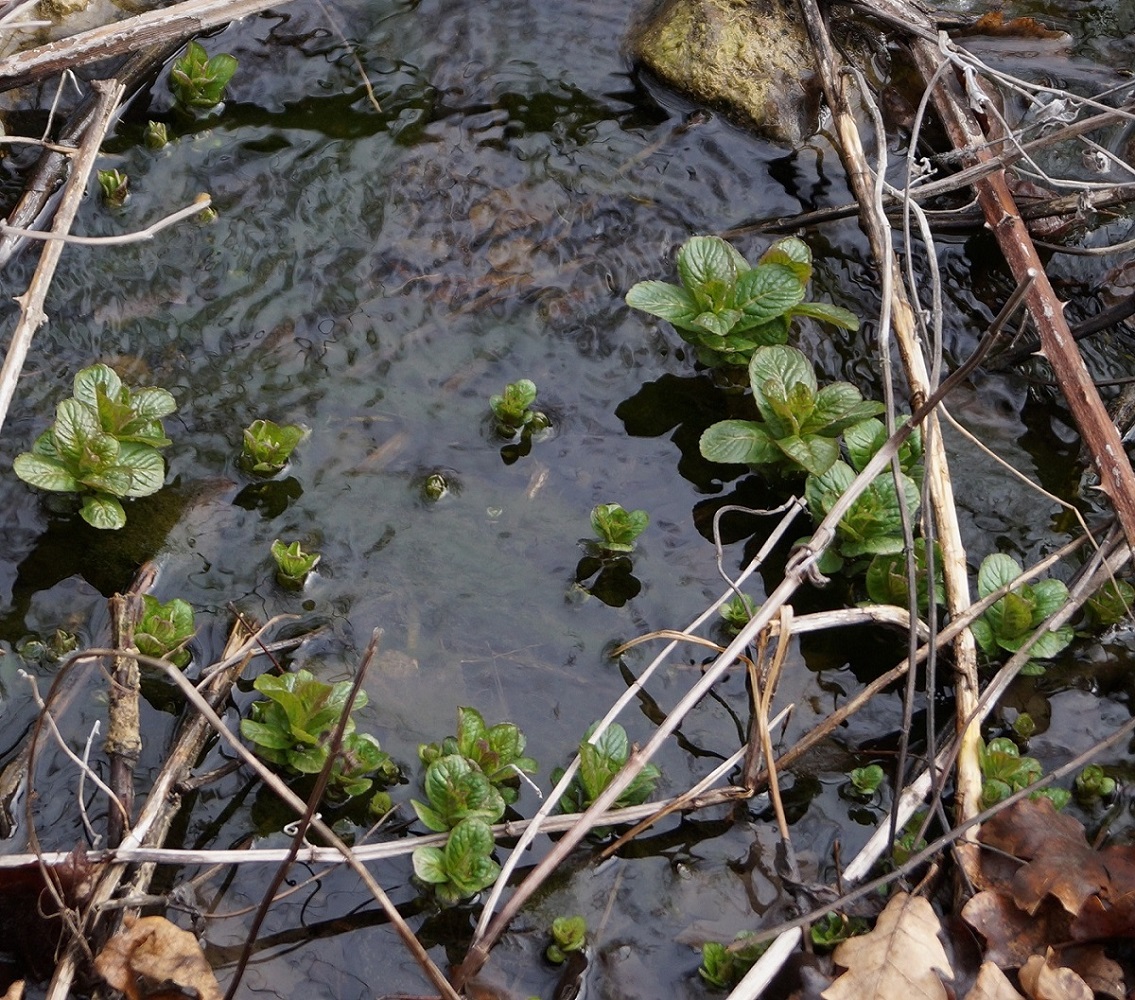 Image of Mentha aquatica specimen.